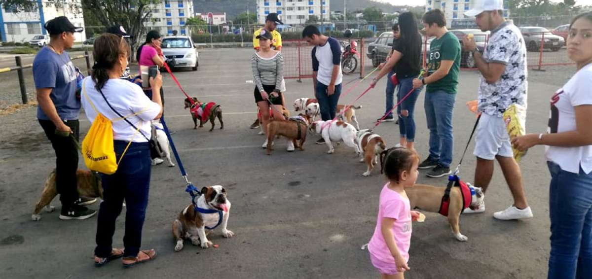 Festival canino reuni&oacute; a 300 mascotas