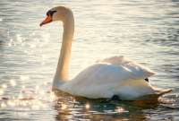 Cisnes se volvieron adictos al efecto narcótico de las amapolas