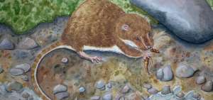 Descubren una nueva especie de rata cangrejera en Azuay