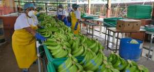 Productores y exportadores se confrontan por el precio de la caja del banano.   
