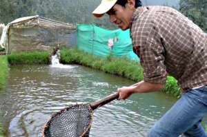 Las piscinas de  truchas est&aacute;n a la vista para que los turistas puedan efectuar pesca deportiva y luego saborearlas con la cocina local. Foto: Elizabet Maggi para El Tel&eacute;grafo