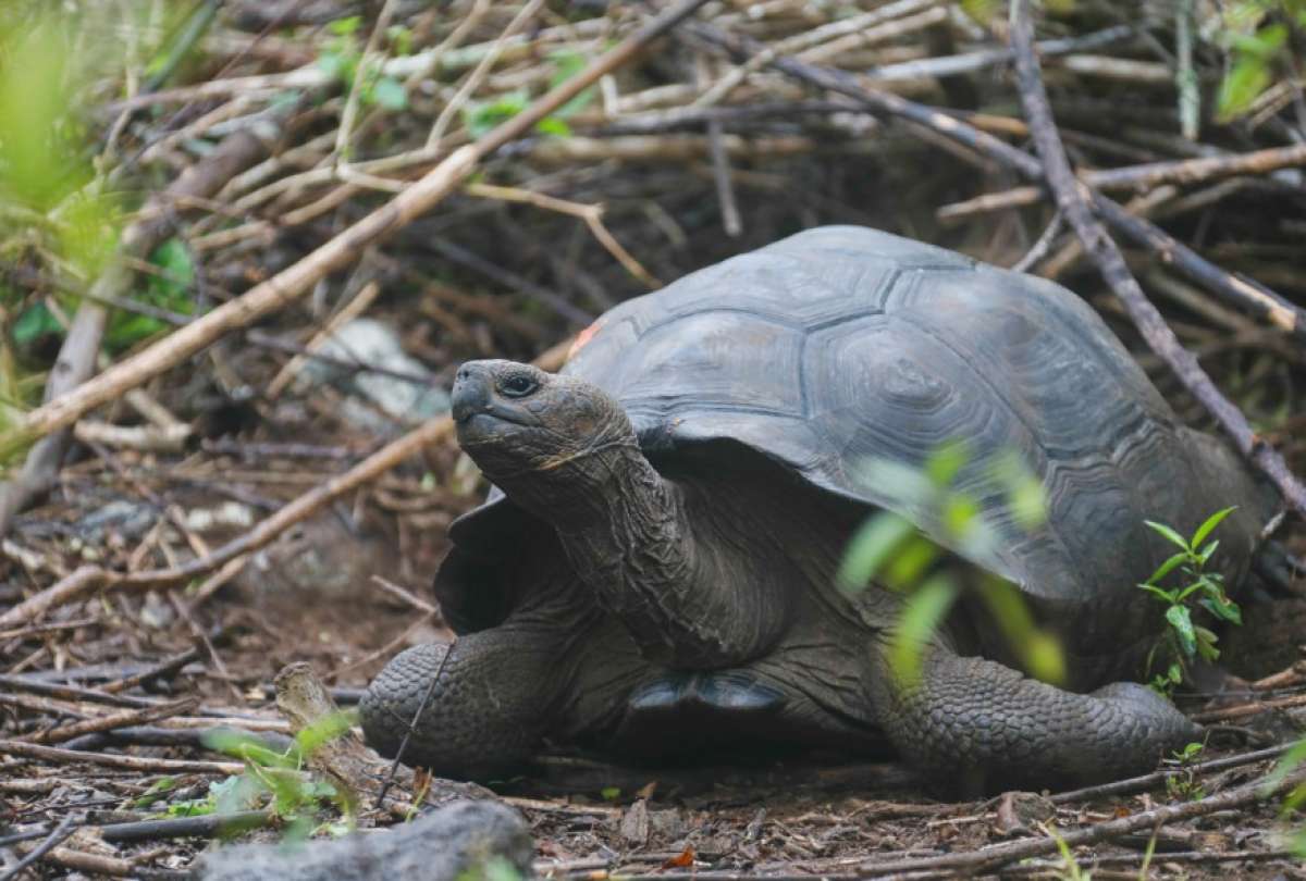 Descubrimiento de nueva especie de tortuga aparece en Galápagos