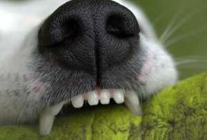 ¿Cómo prevenir el sarro en las mascotas?