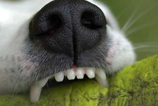 ¿Cómo prevenir el sarro en las mascotas?