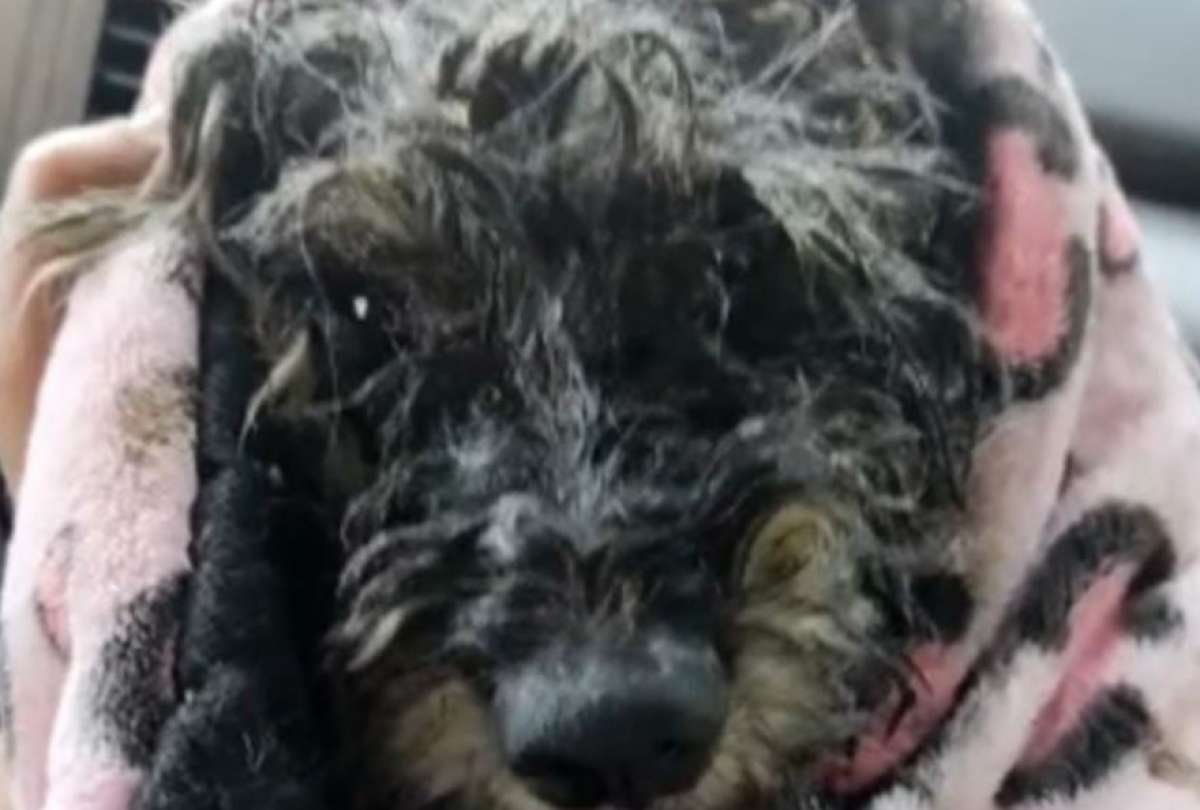 Teddy fue encontrado en un r&iacute;o a punto de morir