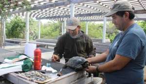 201 tortugas gigantes ya habitan en la isla Santa Fe