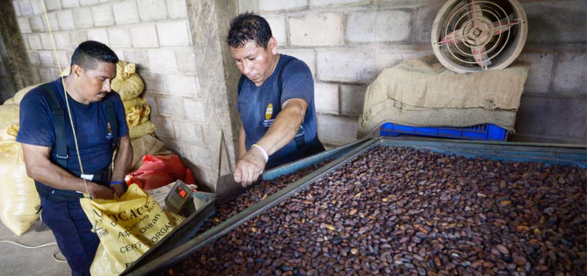 Todo el cacao que llega a la matriz de Unocace, en El Deseo (Yaguachi), pasa por una m&aacute;quina para limpiarlo previamente a su ensacado y exportaci&oacute;n.