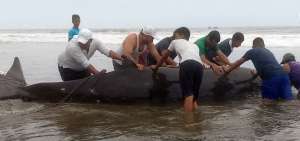 Moradores de la zona y pescadores empujaron a la ballena hasta que pueda volver al mar.