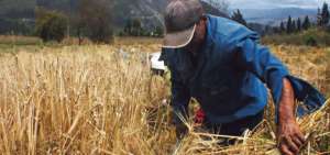 Desde 2015, el Magap y la  Cervecer&iacute;a Nacional incentivan el cultivo de cebada en los campos de Carchi, Imbabura, Chimborazo, Cotopaxi, Tungurahua, Azuay, Loja y Bol&iacute;var.