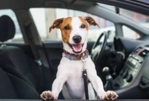 Un perro &quot;manejó&quot; un carro en Hangzhou, China.