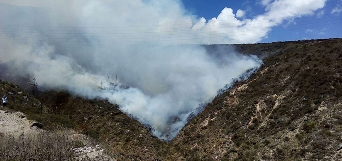 Las llamas afectaron poblaci&oacute;n vegetal y animal. De esta &uacute;ltima se confirm&oacute; que ning&uacute;n animal muri&oacute; a causa del incendio del Casitagua.
