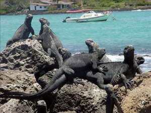Elaboran un plan para la salud de especies silvestres y dom&eacute;sticos en Gal&aacute;pagos