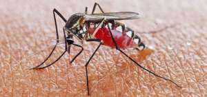El chikungu&ntilde;a se transmite a trav&eacute;s de la picadura del mosquito Aedes aegypti, responsable tambi&eacute;n del dengue, el zika y la fiebre amarilla.