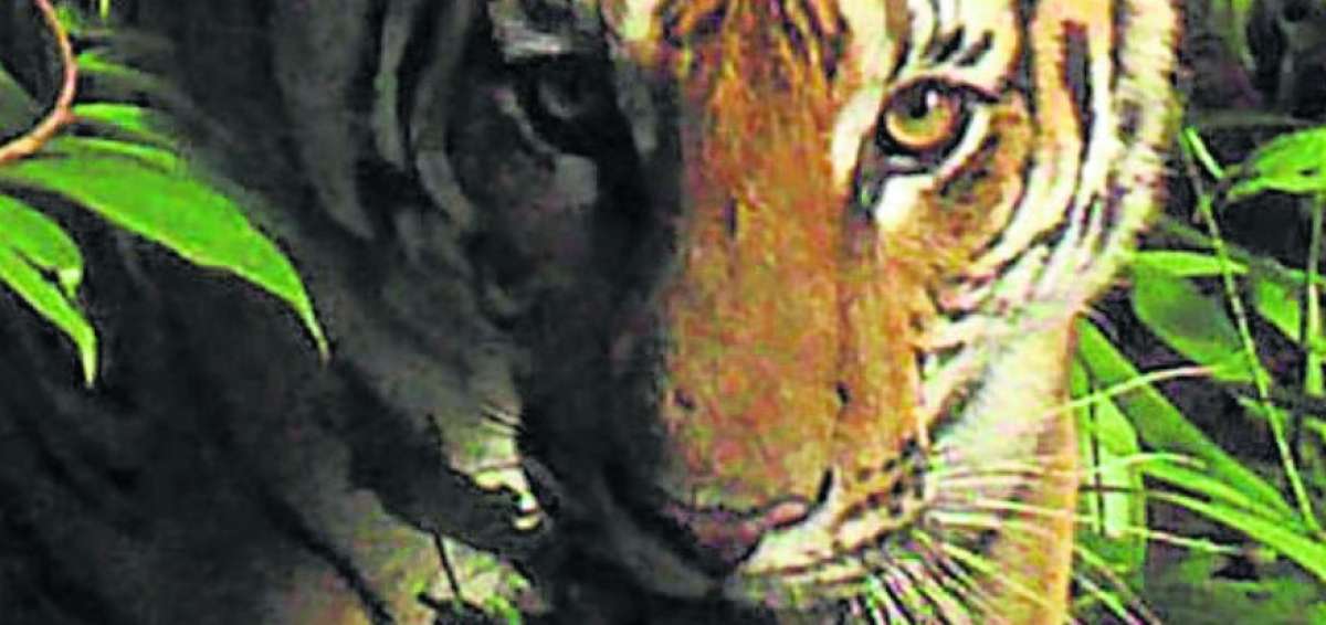 Nuevas familias de tigres fueron encontradas en parque de Tailandia