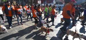 Cientos de perros bulldogs desfilan en M&eacute;xico en busca del Guinness