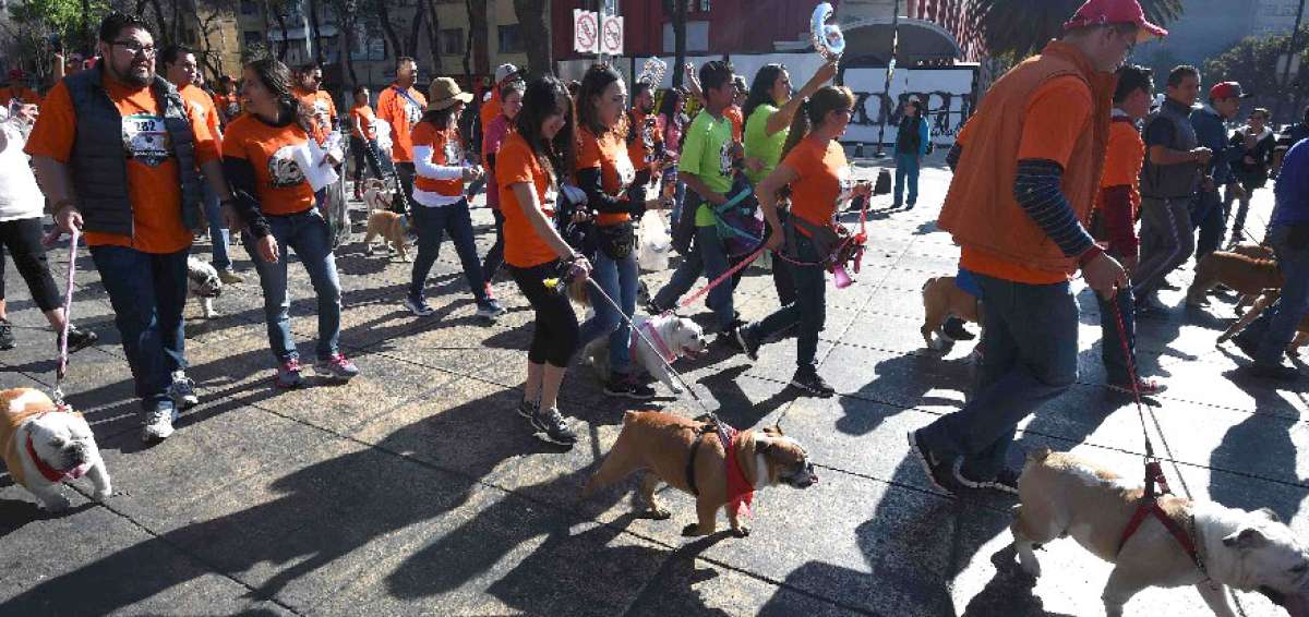 Cientos de perros bulldogs desfilan en M&eacute;xico en busca del Guinness