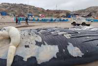 La ballena de aproximadamente 20 metros quedó varada en la playa de Manta.