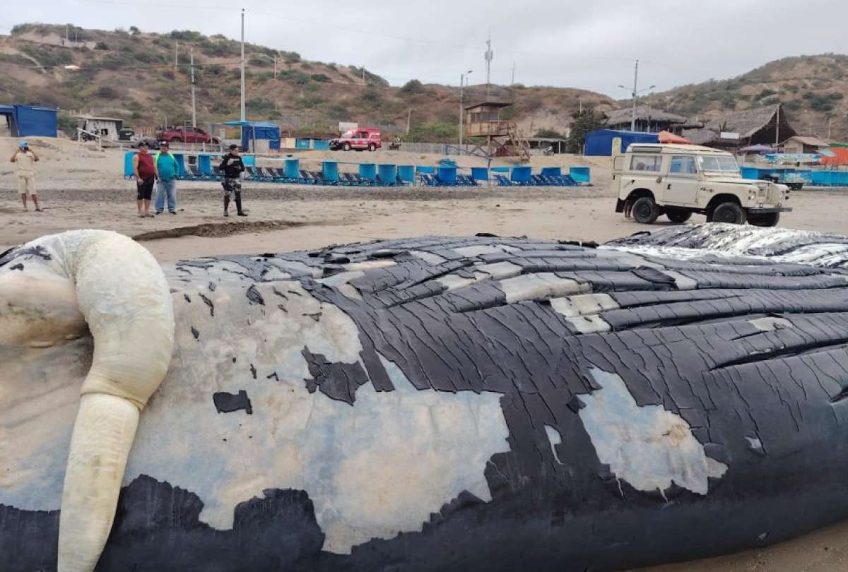 La ballena de aproximadamente 20 metros quedó varada en la playa de Manta.