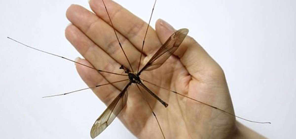 Cient&iacute;ficos chinos descubrieron el mosquito m&aacute;s grande del mundo