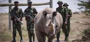 En Kenia quedan dos ejemplares hembras. En 2018 fue sacrificado el &uacute;ltimo rinoceronte macho luego de agravarse la enfermedad que sufr&iacute;a.