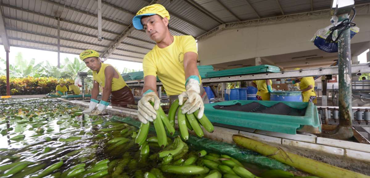 La Asociaci&oacute;n de Bananeros del Ecuador observa con optimismo la medida, pues asegura que beneficiar&aacute; el negocio y proteger&aacute; a los empleados.