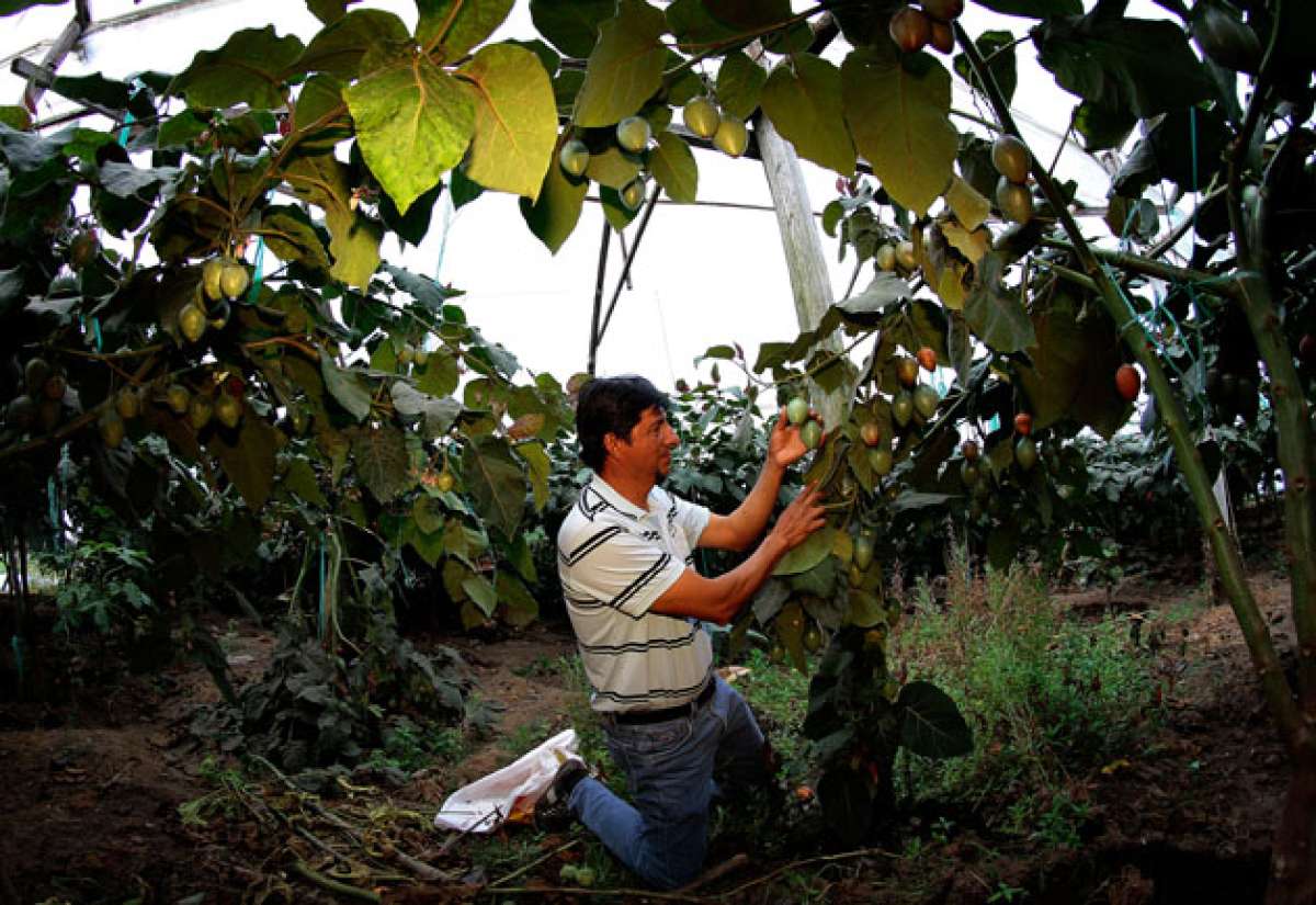 Los cultivos de tomate y de guaytambo son los m&aacute;s extensos y productivos de la parroquia. Foto: Roberto Ch&aacute;vez / El Tel&eacute;grafo