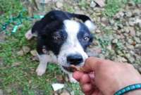 La perrita de color negro y blanco fue tirada al río Magdalena. 