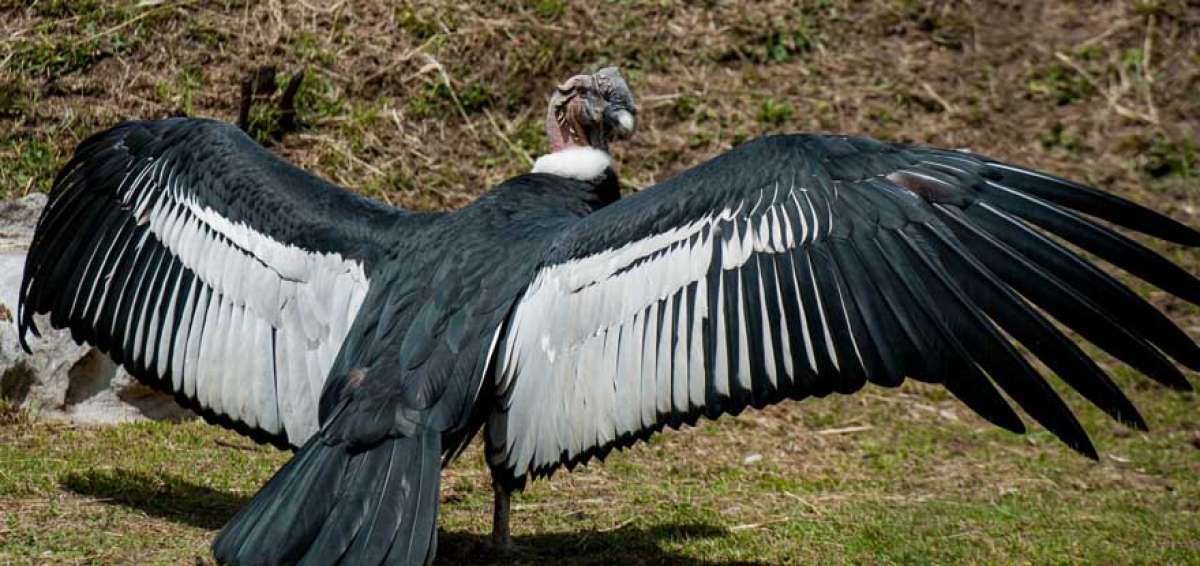 Avistamiento de c&oacute;ndores. Hoy domingo 7 de julio, se realizar&aacute; una salida en la Reserva Antisanilla y otra en el Parque Nacional Cotopaxi.