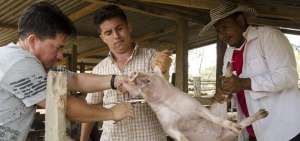 T&eacute;cnicos de la Direcci&oacute;n de Productividad aplicaron vitaminas y vacunaron a 100 animales del cant&oacute;n Colimes, en la provincia de Guayas.