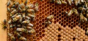 El  90% de las poblaciones de abejas se redujo por la tala