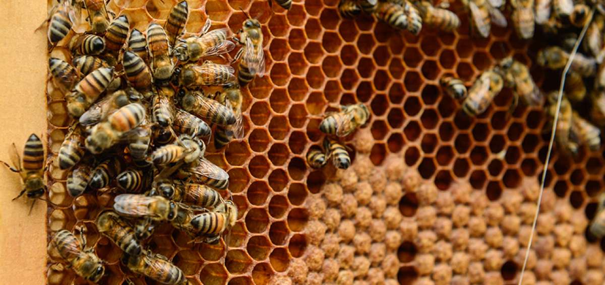 El  90% de las poblaciones de abejas se redujo por la tala