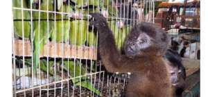 De cada 10 especies, s&oacute;lo una llega a su destino en el extranjero, el resto se asfixia.