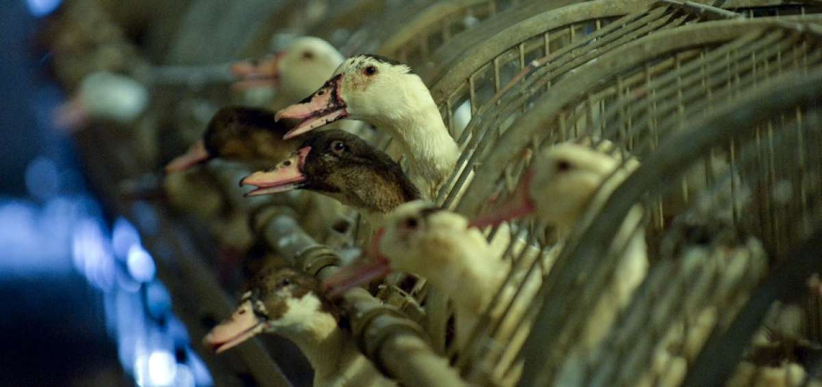 Francia va a sacrificar 600.000 patos m&aacute;s para combatir epidemia de gripe aviar