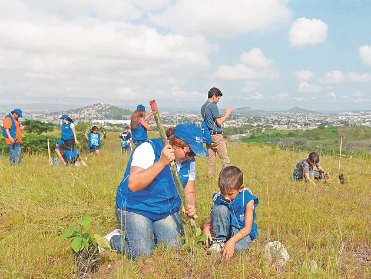 Con la presencia masiva de 44.883 voluntarios, Ecuador rompi&oacute; ayer el r&eacute;cord mundial de siembra de &aacute;rboles. Las actividades se realizaron en las afueras de todas las ciudades. Foto: Karly Torres