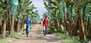 Las labores en el campo guardan una serie de peligros para los trabajadores de las bananeras, que con la implementaci&oacute;n del Manual de Seguridad y Salud se estima evitar.