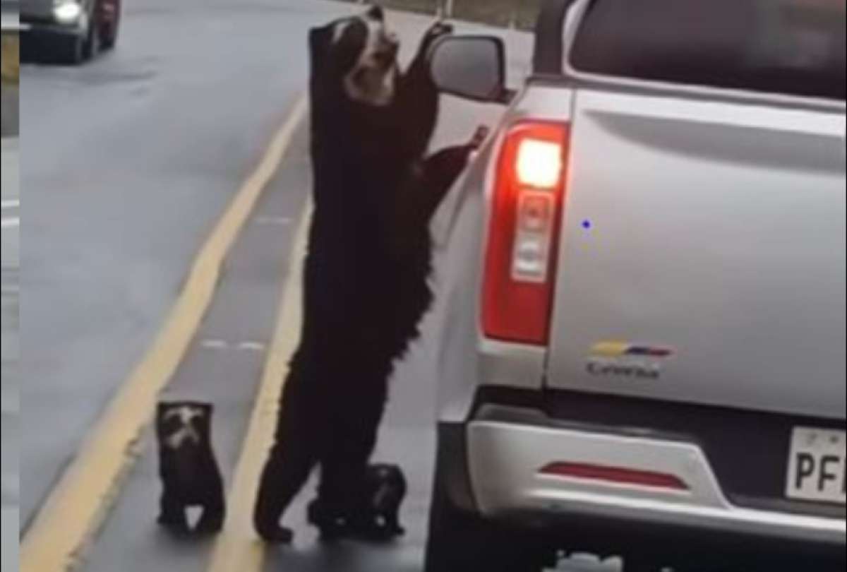 La inesperada aparición de una familia de osos de anteojos emocionó a conductores de la carretera Baeza - Papallacta que conecta Pichincha con Napo.