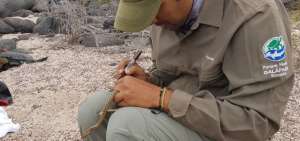 Cient&iacute;ficos estudian la historia gen&eacute;tica de las culebras de Gal&aacute;pagos