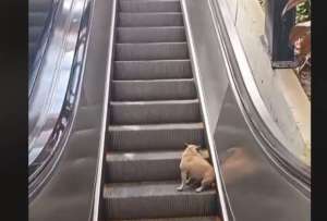Un perrito sube y baja las escaleras y arrasa en redes sociales