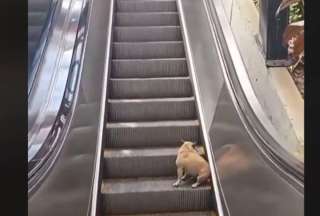 Un perrito sube y baja las escaleras y arrasa en redes sociales