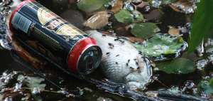 Veinte de cada 100 especies en un medio de agua dulce contaminada se han extinguido o est&aacute;n en peligro de desaparecer, seg&uacute;n entidades internacionales.