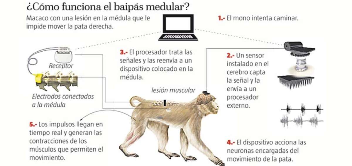 Monos con par&aacute;lisis mueven las piernas con un dispositivo