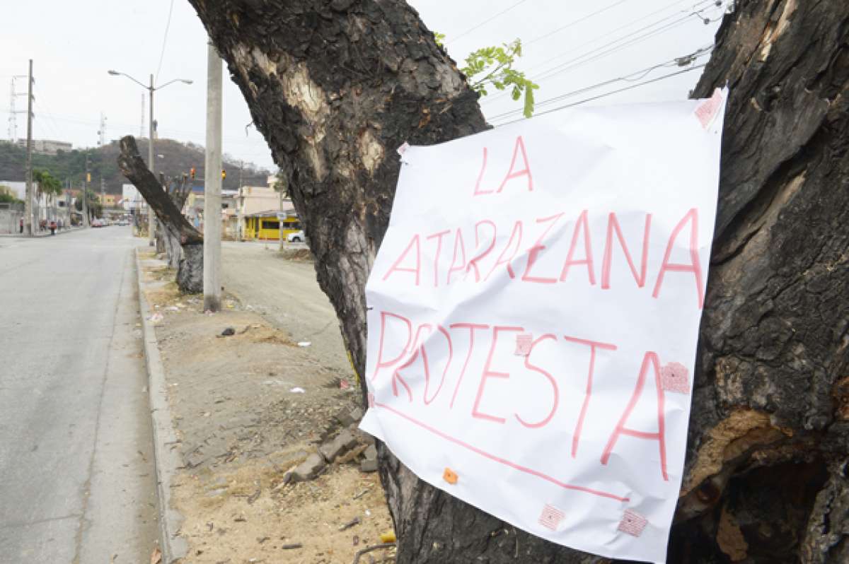 En los restos de los troncos, desde el jueves pasado, los carteles expresan el malestar ciudadano ante la tala de samanes y los &aacute;rboles de mango. Foto: Jos&eacute; Mor&aacute;n / El Tel&eacute;grafo
