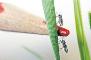 Insectos, aliados del forense