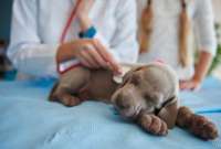 Estas son las causas y síntomas de la neumonía canina. 