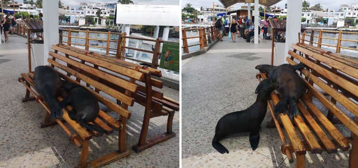 Una loba marina amamanta a su hijo  en pleno muelle