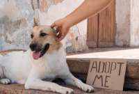 Jornada de adopciones para encontrar al nuevo integrante de la familia