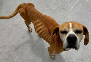 Rufino presentaba una mala condici&oacute;n.