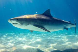 Mujer murió tras ser atacada por un tiburón en playa mexicana
