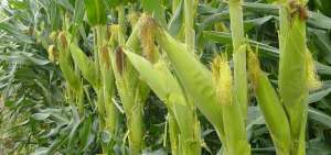En Balzar y El Empalme, los productores analizan alternativas para protegerse de las plagas que afectan el nivel de rendimiento de los cultivos de ma&iacute;z.
