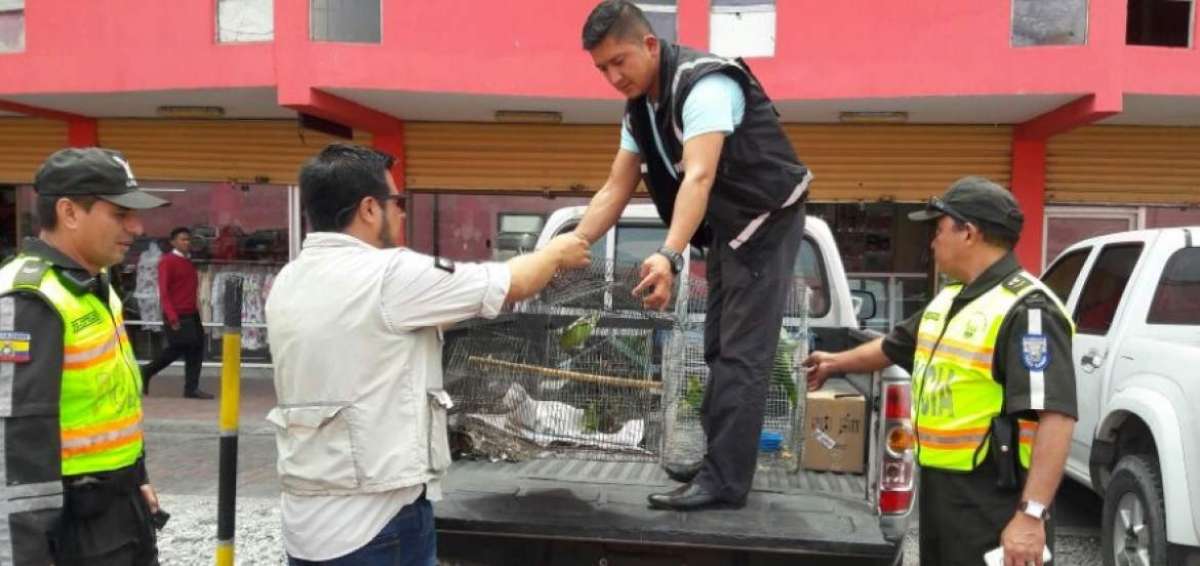 MAE investiga presunta red de tr&aacute;fico ilegal de fauna silvestre que operar&iacute;a en la bah&iacute;a